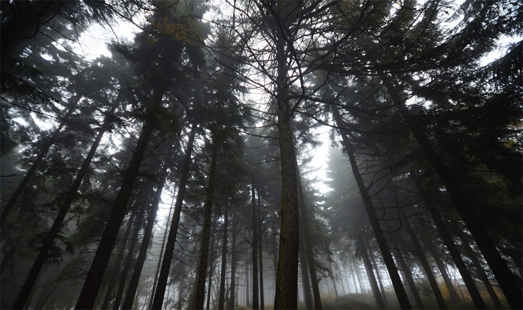 Фотообои Темный лес
